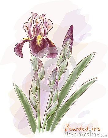 Bearded iris. Watercolor imitation. Vector Illustration