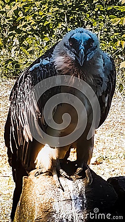 The bearded or lambskin is a magnificent bird of enormous size, belonging, as was said earlier, to the family of hawks. Stock Photo