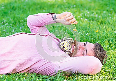 Bearded man with daisy flowers in beard lay on grassplot, grass background. Allergy and antihistamine concept. Man with Stock Photo