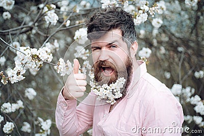 Bearded man show thumbs up at blossoming trees. Happy man with cherry blossom in beard. Hairdresser salon. Hipster enjoy Stock Photo