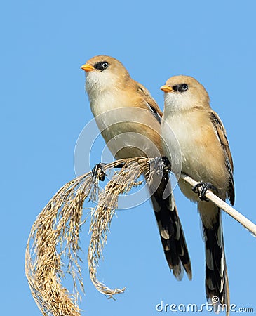 Bearded reedling, Panurus biarmicus. Two young males sitting on a reed stalk against the sky Stock Photo