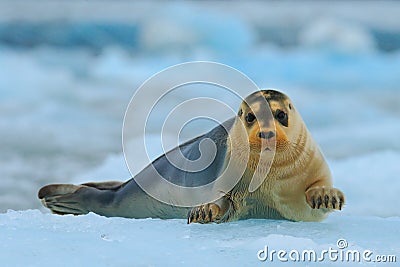 Bearded seal on blue and white ice in arctic Svalbard, with lift up fin Stock Photo