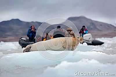 Bearded seal on blue and white ice in Arctic Svalbard, Norway, motor boat with tourists in the background Stock Photo