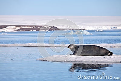 Bearded seal on fast ice Stock Photo