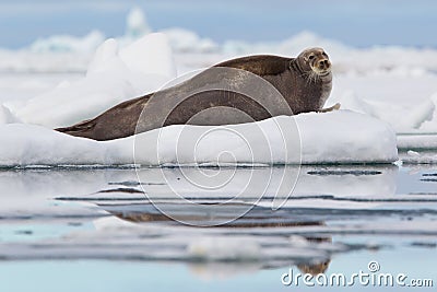 Bearded seal on ice floe Stock Photo