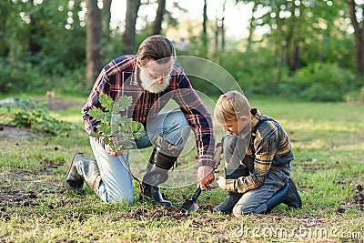 Attractive bearded senior grandfather with his lovely grandson on green lawn planting oak seedling and pour with water. Stock Photo