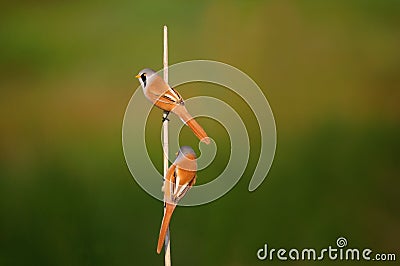 Bearded tit Stock Photo