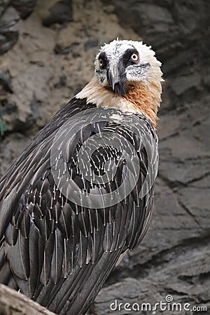 Bearded vulture Stock Photo