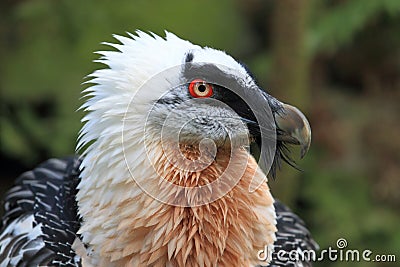 Bearded vulture Stock Photo