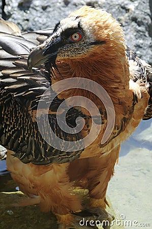 Bearded vulture, gypaetus barbatus Stock Photo