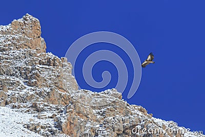 Bearded vulture Gypaetus barbatus also known as Lammergeier or Bearded Vulture in China Stock Photo