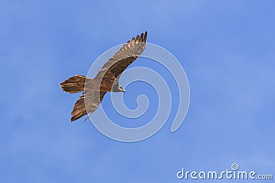 Bearded vulture Gypaetus barbatus also known as Lammergeier or Bearded Vulture flying in China Stock Photo