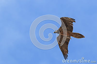 Bearded vulture Gypaetus barbatus also known as Lammergeier or Bearded Vulture flying in China Stock Photo