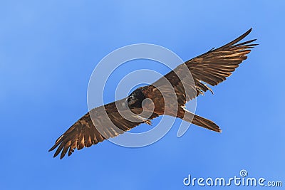 Bearded vulture Gypaetus barbatus also known as Lammergeier or Bearded Vulture flying in China Stock Photo