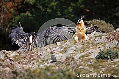 The bearded vulture Gypaetus barbatus, also known as the lammergeier or ossifrage on the feeder. Two Adult bird scavenger on Stock Photo