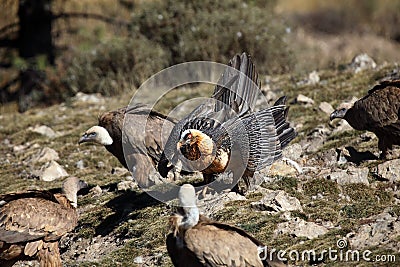 The bearded vulture Gypaetus barbatus, also known as the lammergeier or ossifrage on the feeder among the vultures Stock Photo