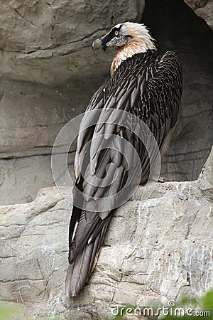 Bearded vulture (Gypaetus barbatus). Stock Photo