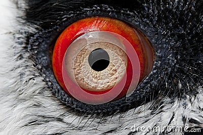 Bearded Vulture, gypaetus barbatus, Close up of Eye Stock Photo