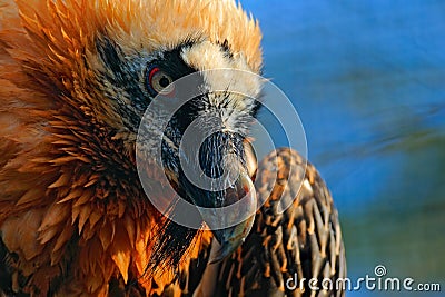 Bearded Vulture, Gypaetus barbatus, in stone habitat, detail bill portrait, Spain Stock Photo