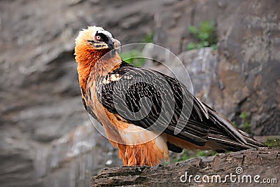 Bearded Vulture or Lammergeier, Gypaetus barbatus, detail portrait of rare mountain bird, sitting on the rock, animal in stone Stock Photo