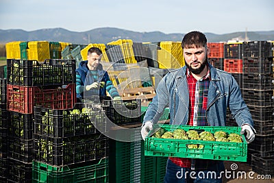 Bearded worker carrying crates with artichokes Stock Photo