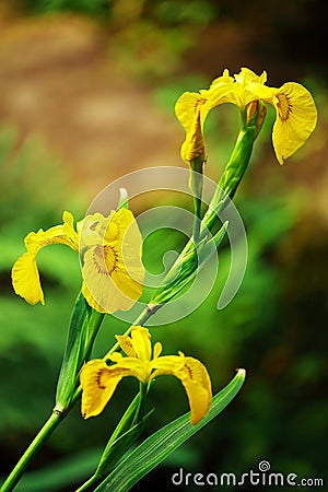 Bearded yellow iris Stock Photo