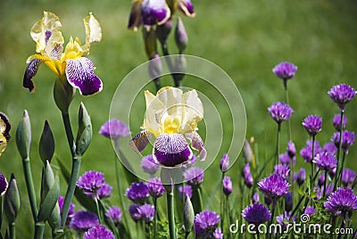 Bearded yellow and purple iris flower bed Stock Photo