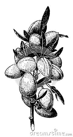 Bearing Habit of the Almond vintage illustration Vector Illustration