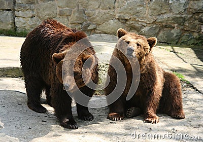 Bears Stock Photo