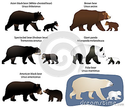 Bears and bear-cubs Vector Illustration