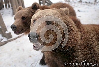 Bears Stock Photo