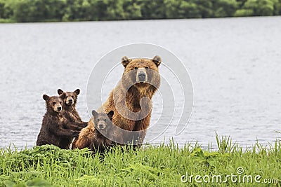3 bears Stock Photo