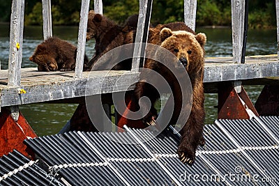 Bears. Kamchatka. Stock Photo