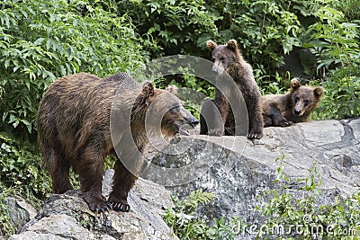Bears On Rocks Stock Photo