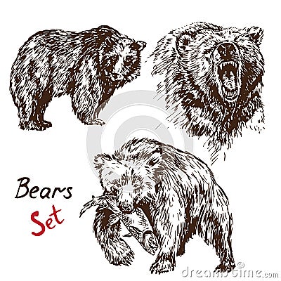 Bears set: sanding, growling, hunting salmon, with inscription Vector Illustration