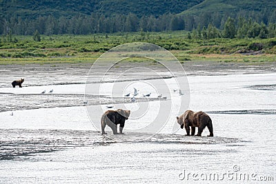 Alaskan coastal brown bears grizzly walk along the beach at Katmai National Park Stock Photo