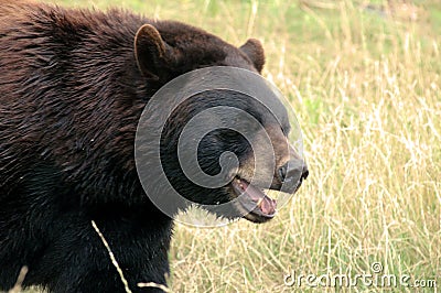 Beary Happy to see You! 4 Stock Photo