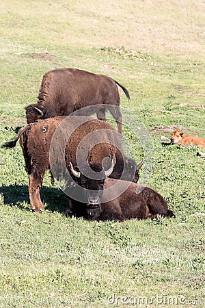 beastly american bisons in green plains of the Black Hills, South Dakota, USA Stock Photo