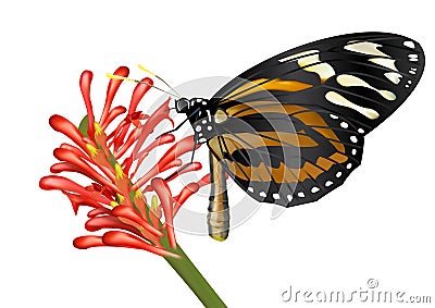 Beatiful Butterfly absorb nectar on flower Vector Illustration