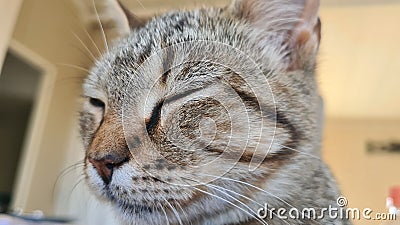 Beatiful Cats closing its eye Stock Photo
