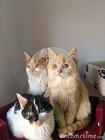 Beatiful cats group Stock Photo