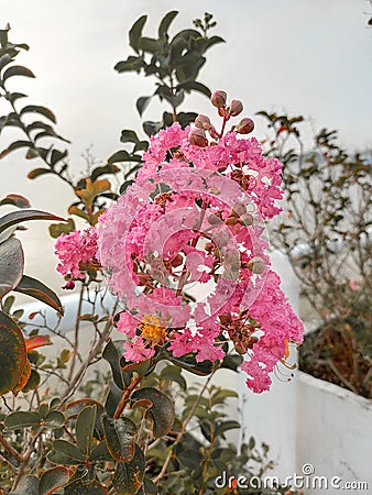 Beatiful fresh pink flower on the pot Stock Photo