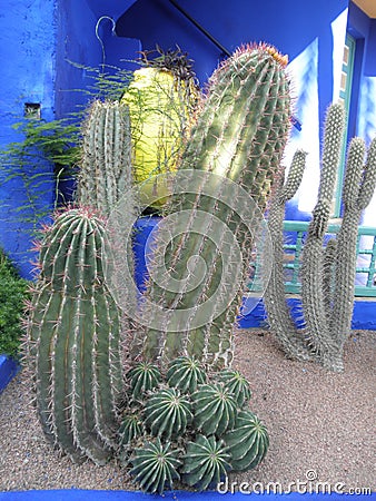 Funny cactus Stock Photo