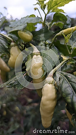 The Beatiful Green Chili Stock Photo