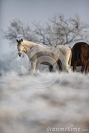 Beatiful horses in winter Stock Photo