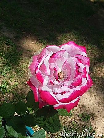 Beatiful red rose Stock Photo