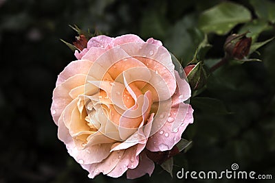 Beatiful rose with drops of dew Stock Photo