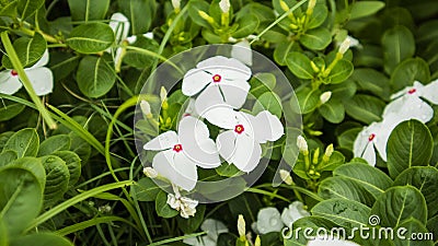 Beatiful rose periwinkle,Catharanthus roseus, commonly known as bright eyes, Cape periwinkle, graveyard plan Stock Photo