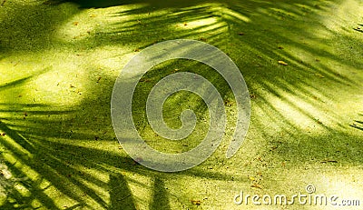 Beatiful shadow of palm leaves on concrete floor and copy space Stock Photo