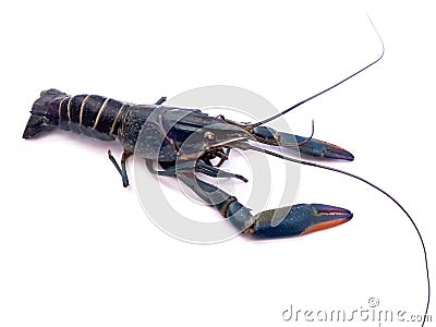 Beatiful shrimp Stock Photo